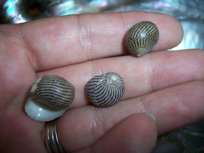 Mixed Nerita Snail Small Shells Seashells Black Brown White ZigZag Striped Spotted Pattern Art Crafts Sailor Valentine Supplies Spiral Top