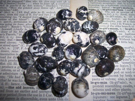 Mixed Nerita Snail Small Shells Seashells Black Brown White ZigZag Striped Spotted Pattern Art Crafts Sailor Valentine Supplies Spiral Top