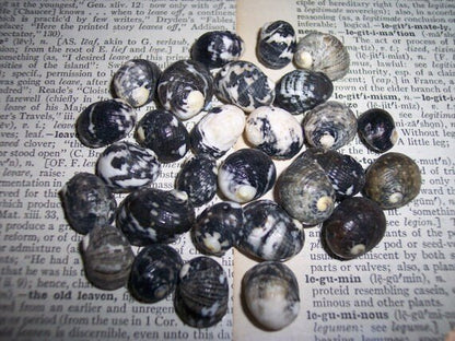 Mixed Nerita Snail Small Shells Seashells Black Brown White ZigZag Striped Spotted Pattern Art Crafts Sailor Valentine Supplies Spiral Top