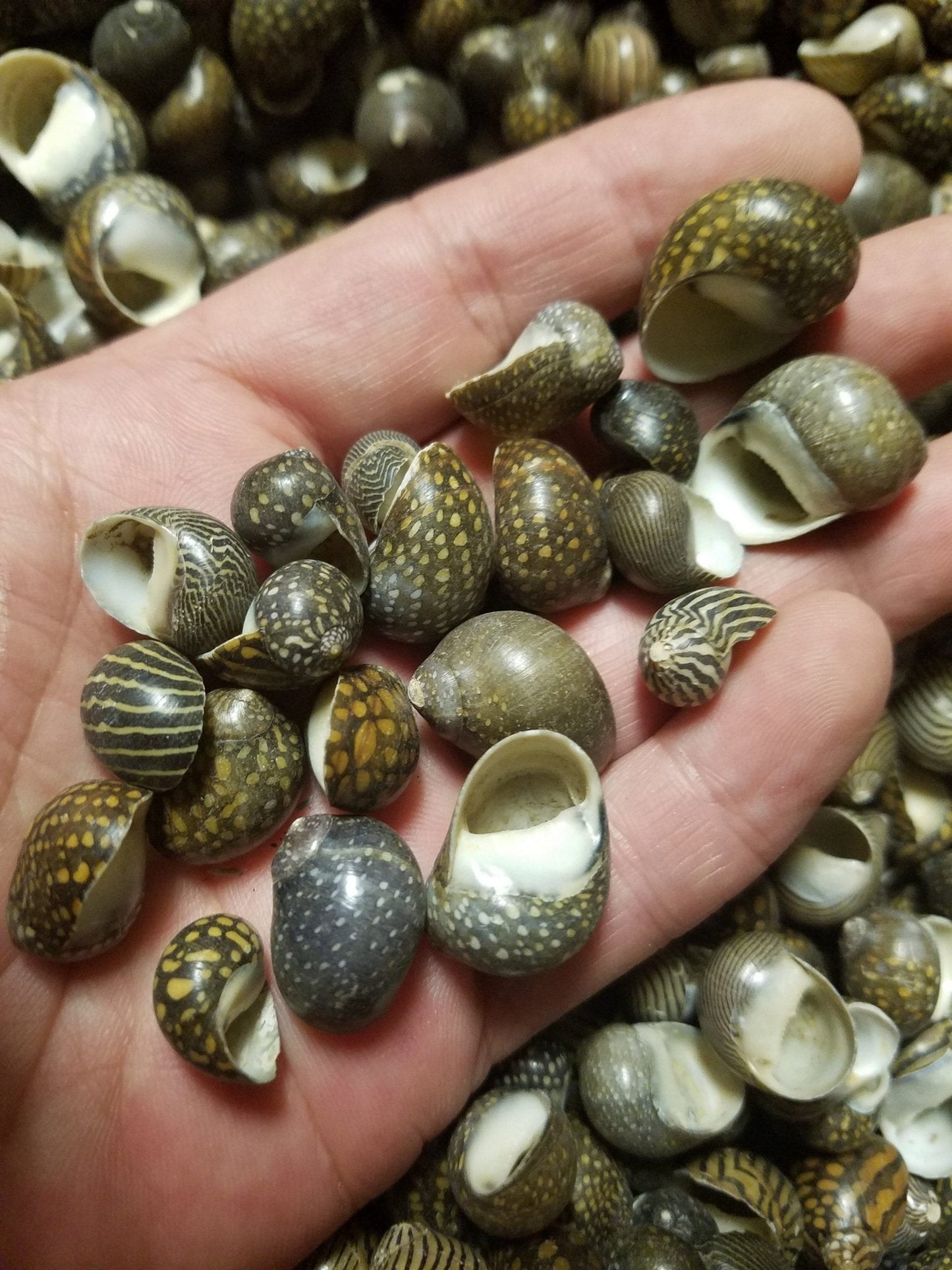 Mixed Nerita Snail Small Shells Seashells Black Brown White ZigZag Striped Spotted Pattern Art Crafts Sailor Valentine Supplies Spiral Top