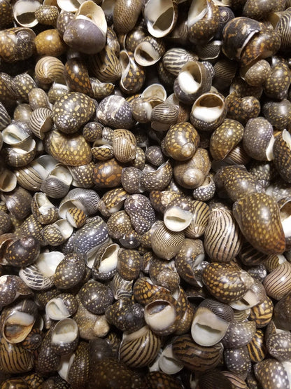 Mixed Nerita Snail Small Shells Seashells Black Brown White ZigZag Striped Spotted Pattern Art Crafts Sailor Valentine Supplies Spiral Top