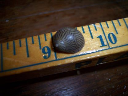 Mixed Nerita Snail Small Shells Seashells Black Brown White ZigZag Striped Spotted Pattern Art Crafts Sailor Valentine Supplies Spiral Top