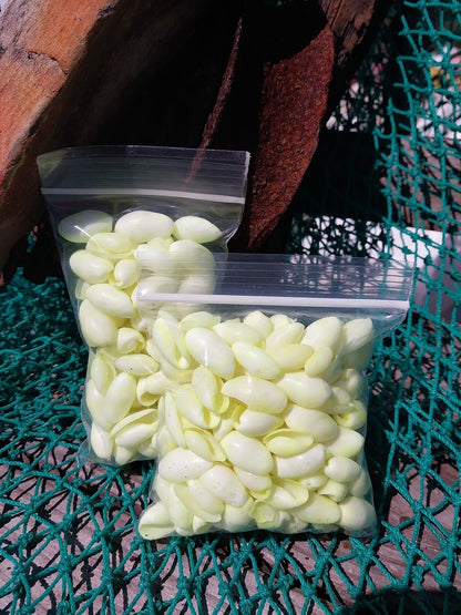 Bulk Pastel Dyed Bubble Shells – 3 oz Bag (80 Pieces) Craft & DIY Supplies