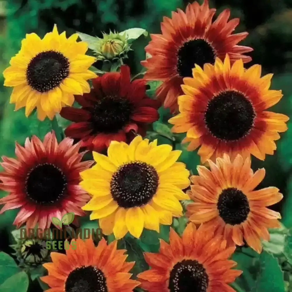 Mixed Sunflower Seeds, High Germination, Vibrant Colors, Ideal for Garden Landscaping