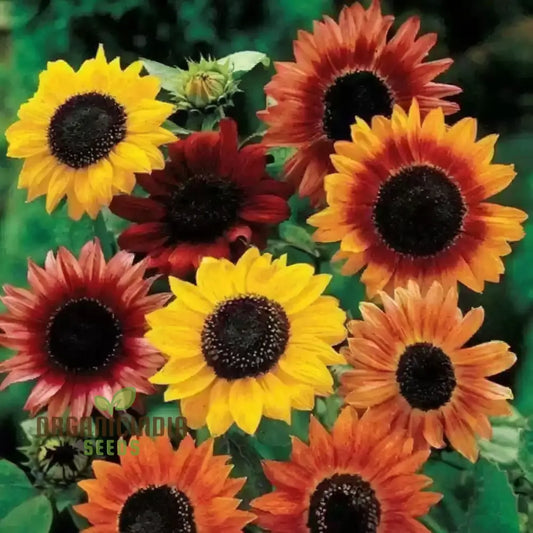 Mixed Sunflower Seeds, High Germination, Vibrant Colors, Ideal for Garden Landscaping