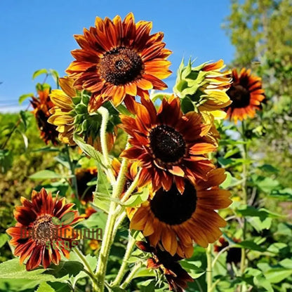 Mixed Sunflower Seeds, High Germination, Vibrant Colors, Ideal for Garden Landscaping