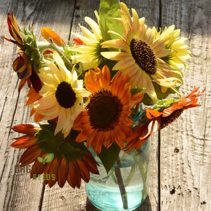 Mixed Sunflower Seeds, High Germination, Vibrant Colors, Ideal for Garden Landscaping