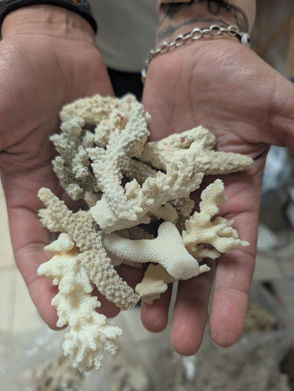 Mixed White Coral Pieces Crafting Assortment- Broken Scrap Lot