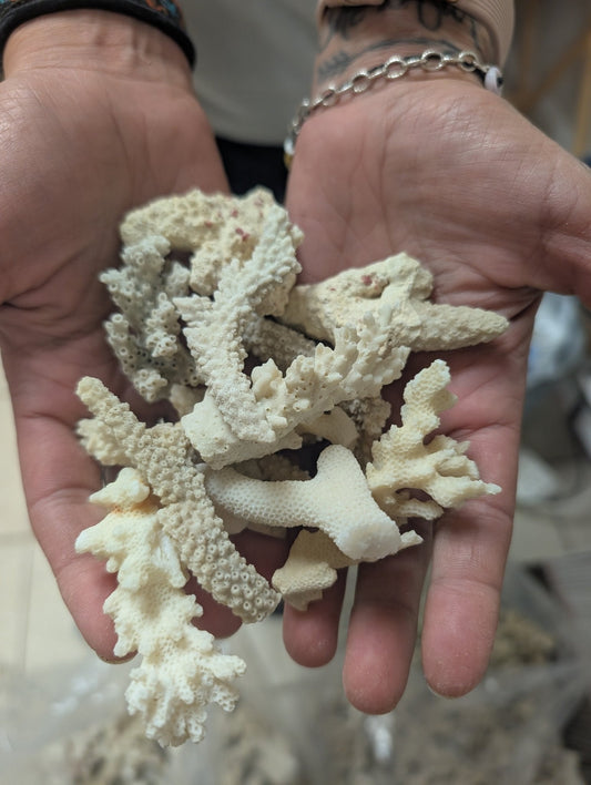 Mixed White Coral Pieces Crafting Assortment- Broken Scrap Lot