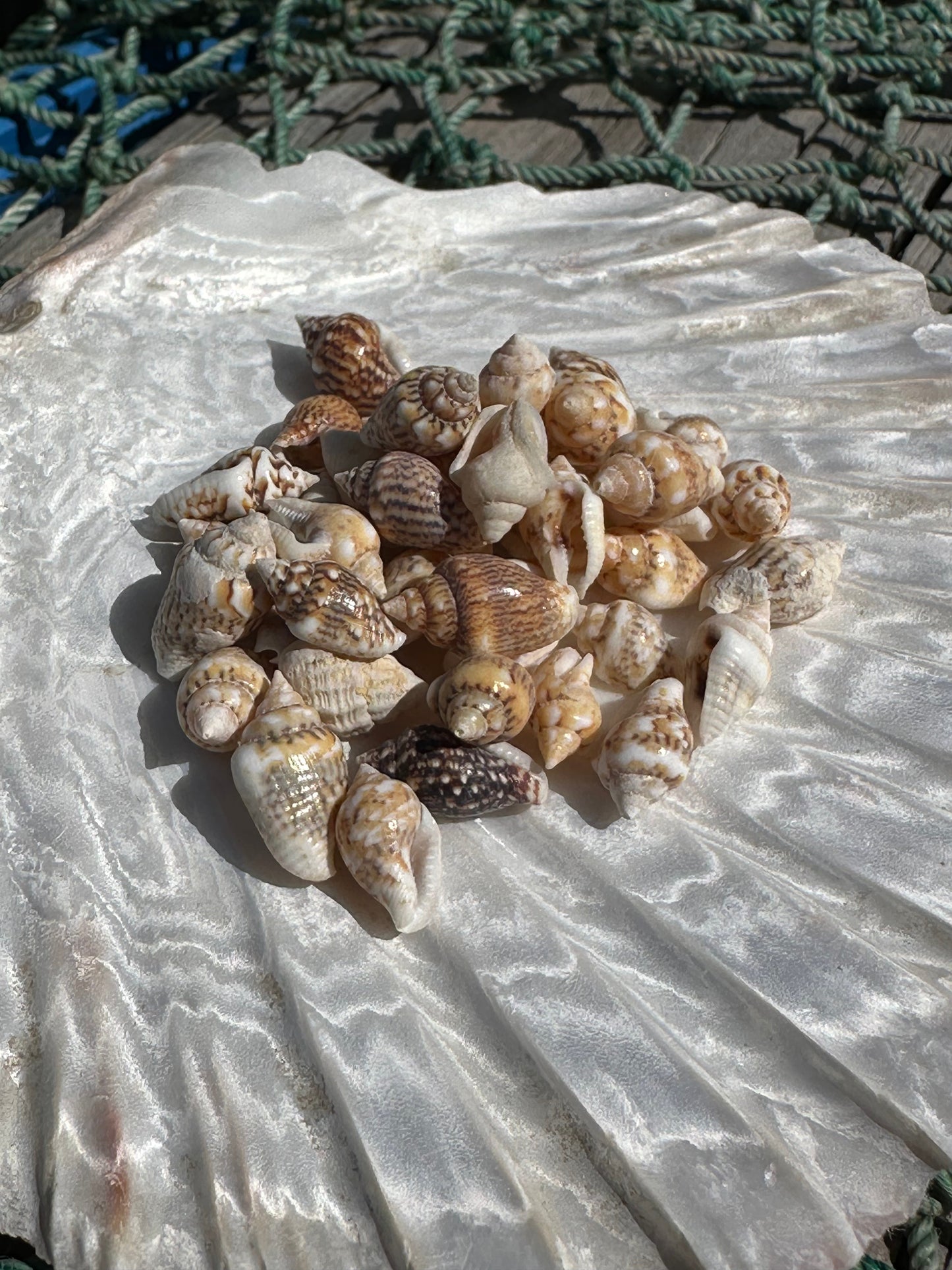Mini Natural Nassa Shell Mix