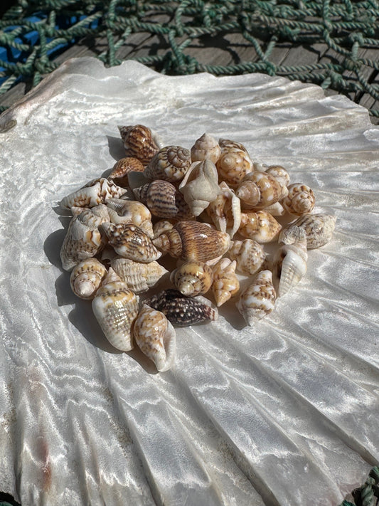 Mini Natural Nassa Shell Mix