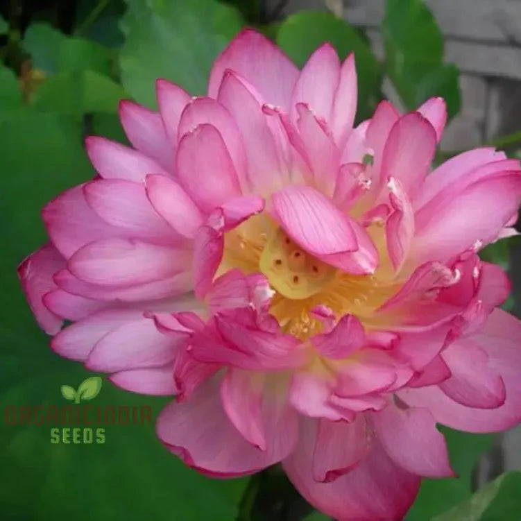 Momo Botan Lotus Flower Seeds Exquisite Pink Blooms, Easy Planting Instructions Included