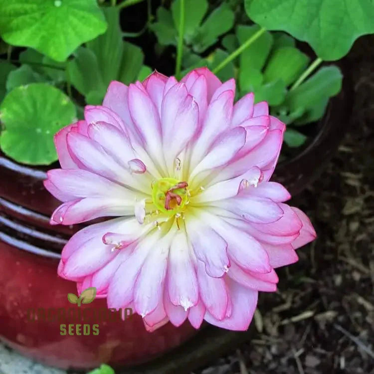 Momo Botan Lotus Flower Seeds Exquisite Pink Blooms, Easy Planting Instructions Included