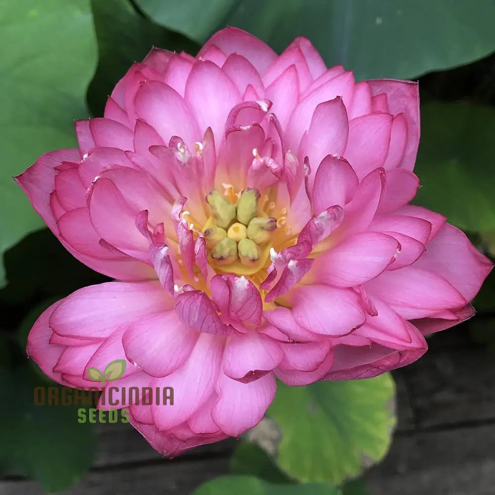 Momo Botan Lotus Flower Seeds Exquisite Pink Blooms, Easy Planting Instructions Included