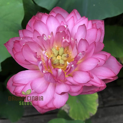 Momo Botan Lotus Flower Seeds Exquisite Pink Blooms, Easy Planting Instructions Included