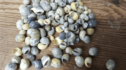 Mongo (Smaragdia Rangiana) Shell