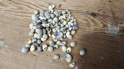 Mongo (Smaragdia Rangiana) Shell