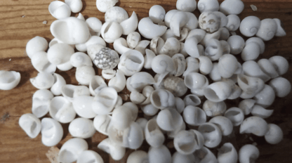 Mongo (Smaragdia Rangiana) Shell