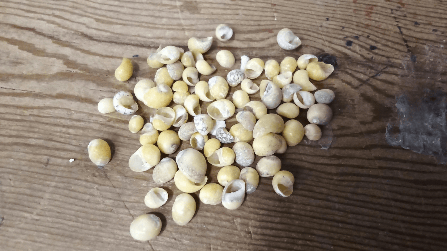 Mongo (Smaragdia Rangiana) Shell