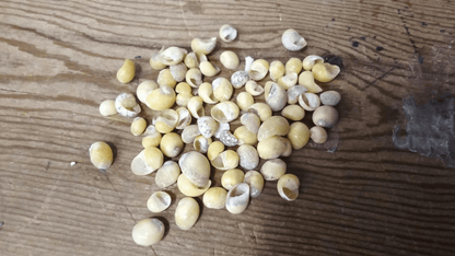 Mongo (Smaragdia Rangiana) Shell