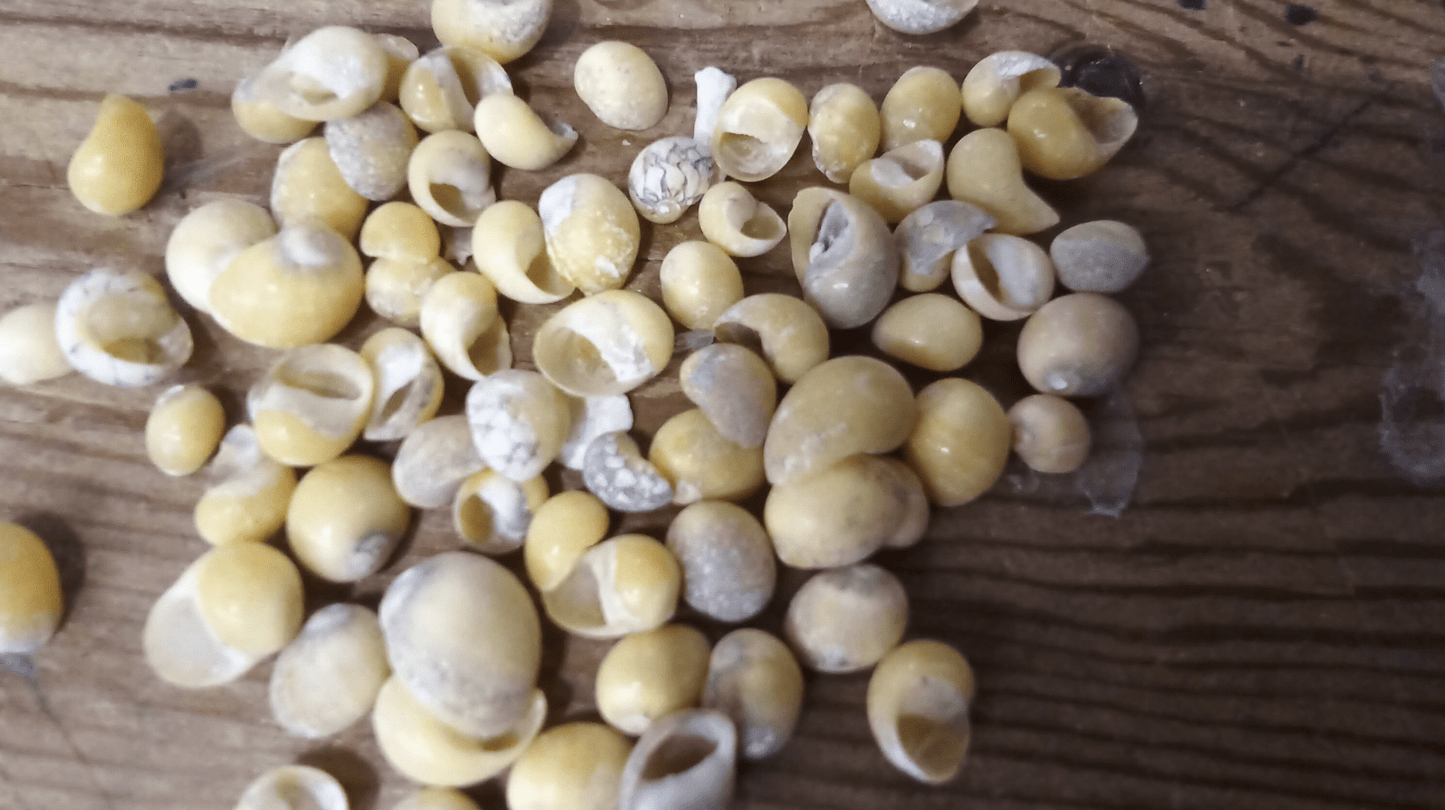 Mongo (Smaragdia Rangiana) Shell