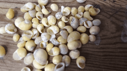 Mongo (Smaragdia Rangiana) Shell