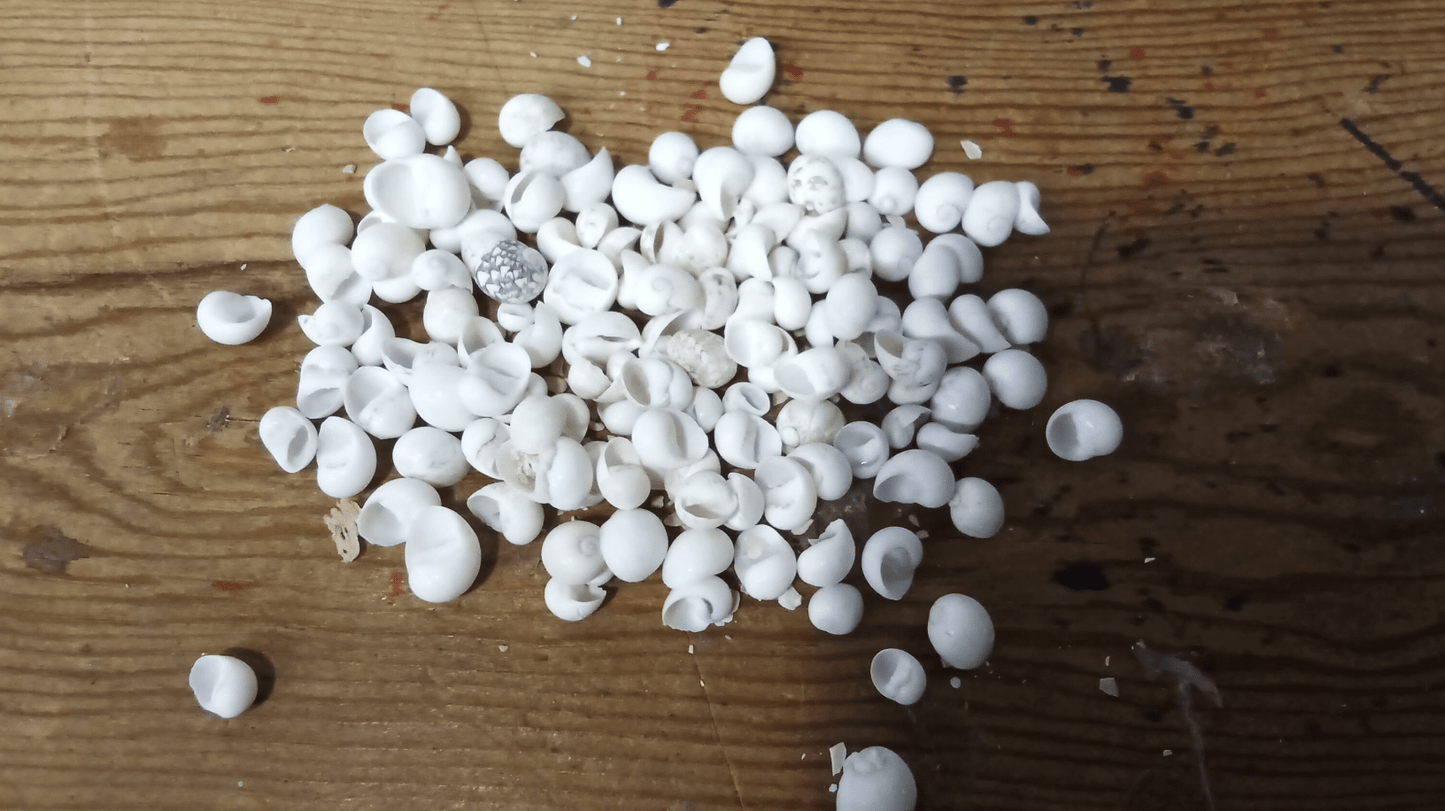 Mongo (Smaragdia Rangiana) Shell