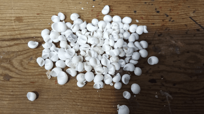 Mongo (Smaragdia Rangiana) Shell