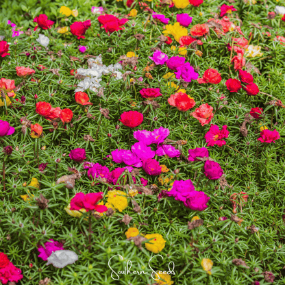 Moss Rose Mix – 250 Seeds