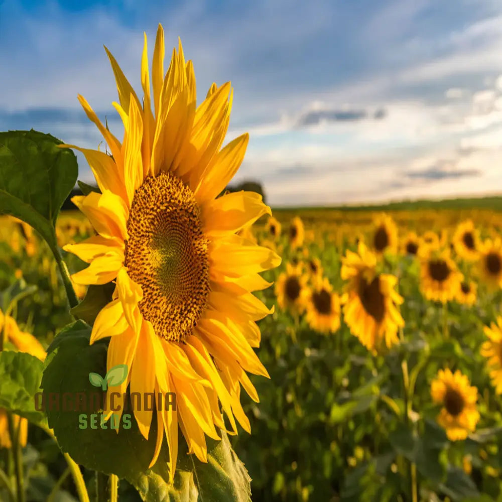 Moulin Rouge Sunflower Seeds, Exquisite Deep Red Blooms with Stunning Garden