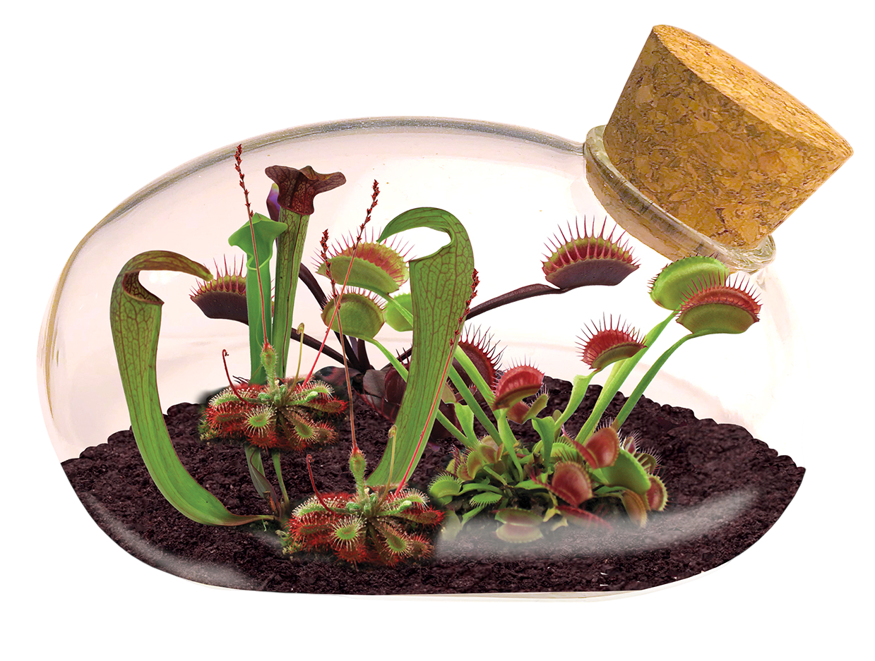 The Meat Eating Mouse Garden Glass Terrarium with Cork