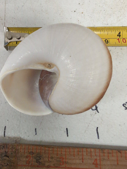 Ryoseota ovum Muffin Snail Shell