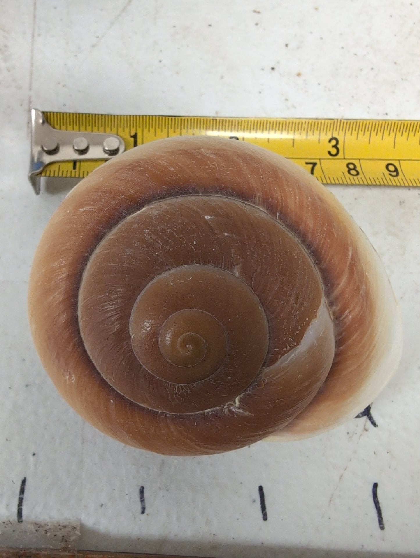 Ryoseota ovum Muffin Snail Shell