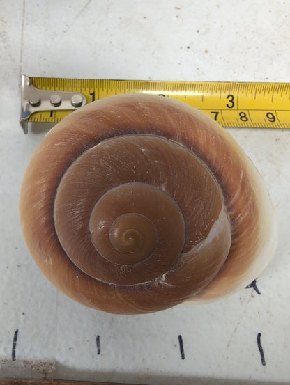 Ryoseota ovum Muffin Snail Shell