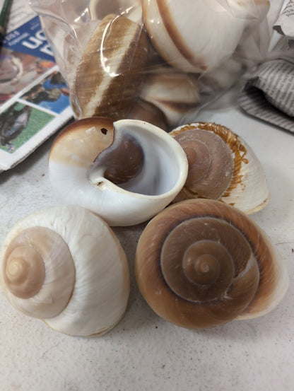 Ryoseota ovum Muffin Snail Shell