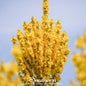 Greek Mullein – 100 Seeds