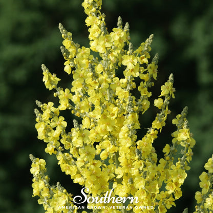 Greek Mullein – 100 Seeds