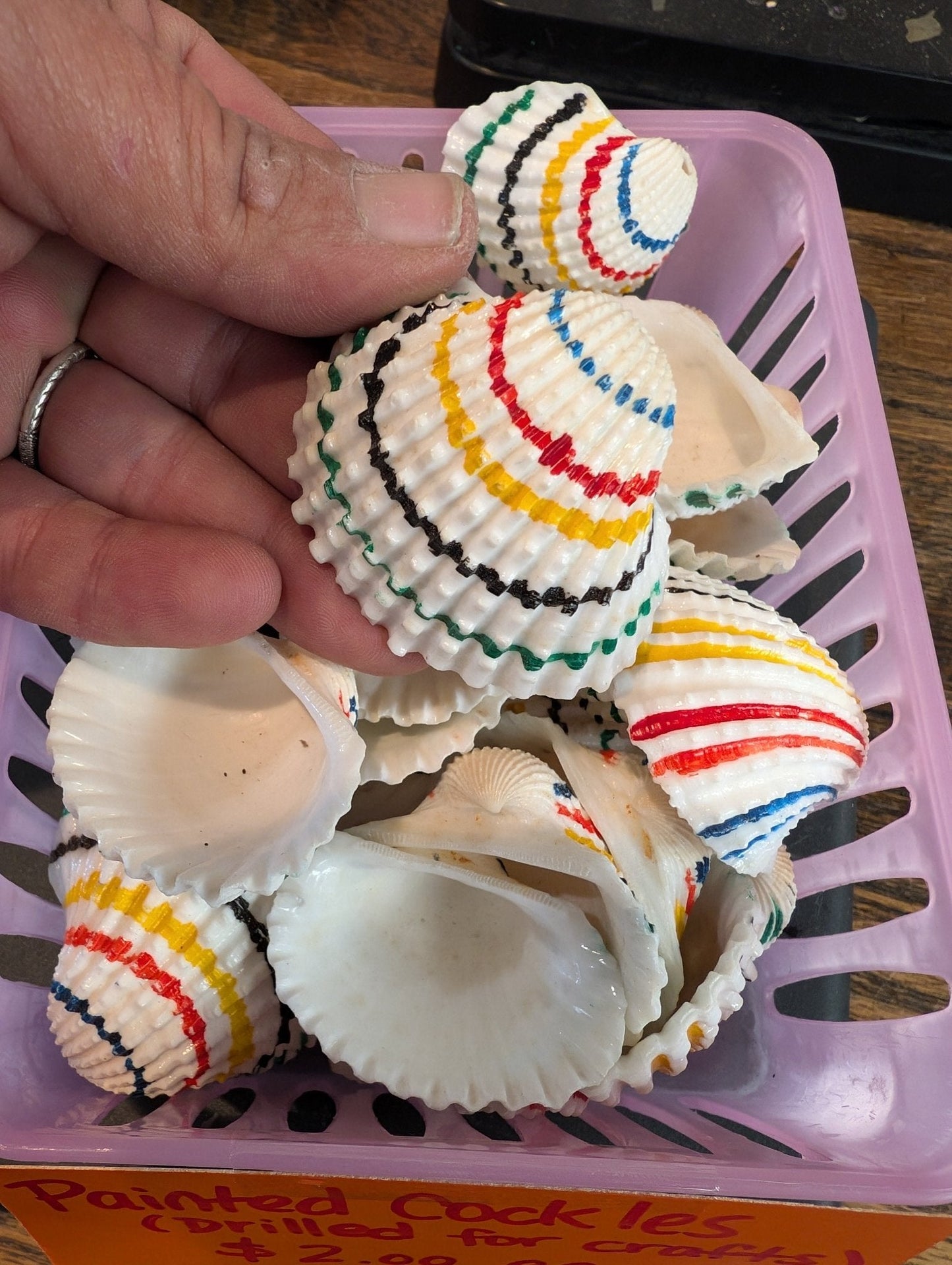 Multi colored painted cockle shells- drilled for crafts