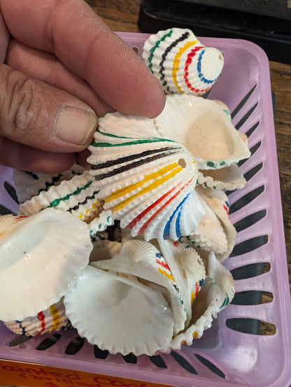 Multi colored painted cockle shells- drilled for crafts