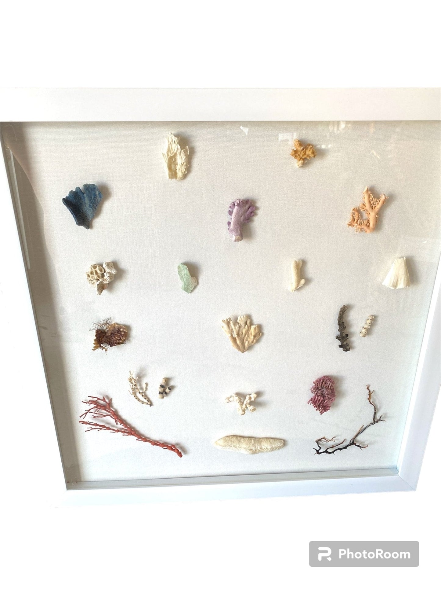Multi Coral species shadow box