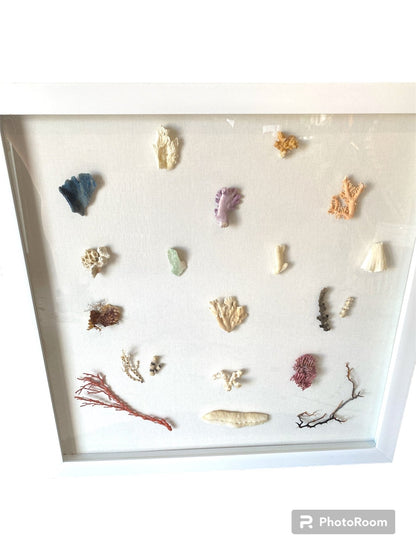 Multi Coral species shadow box
