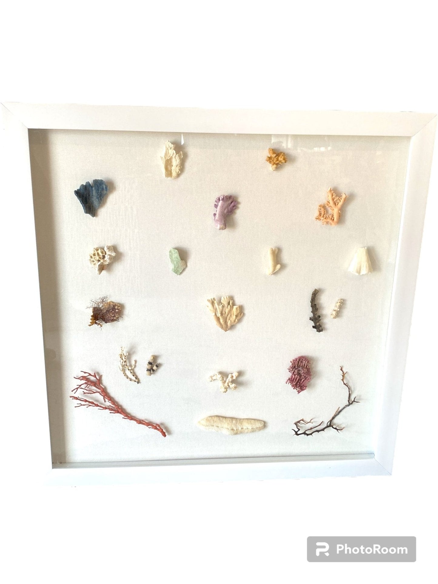 Multi Coral species shadow box