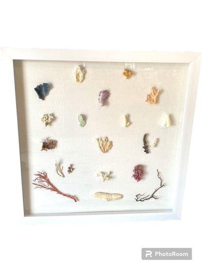 Multi Coral species shadow box