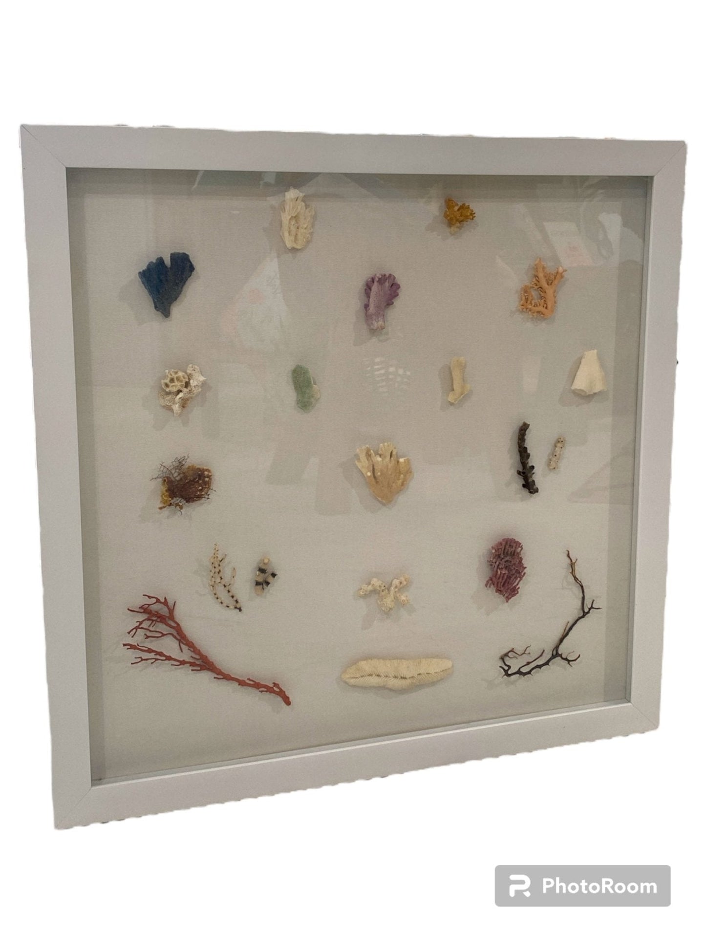 Multi Coral species shadow box
