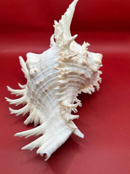 Large Murex Ramosus Display Shell - Chicoreus ramosus Pink & White Coastal Decor 9.5"