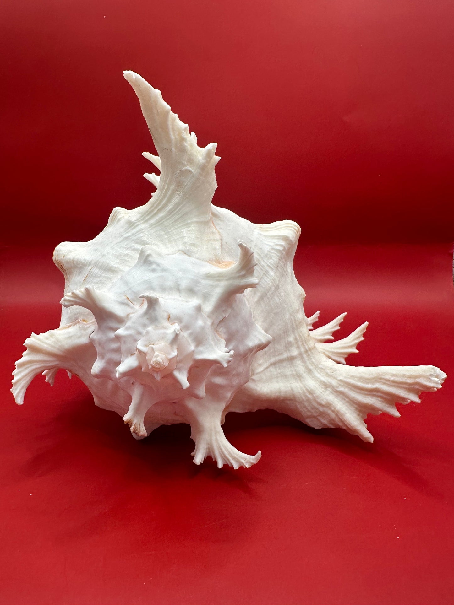 Large Murex Ramosus Display Shell - Chicoreus ramosus Pink & White Coastal Decor 9.5"