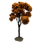 Yellowwood Tree, Large