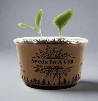 English Ivy Vine | Seed Starter Grow Kit | Seeds In A Cup®