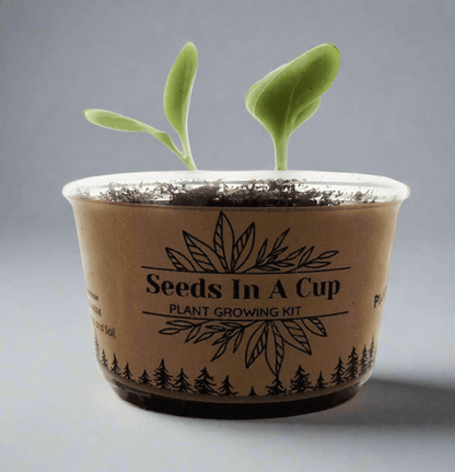 Red Raspberry | Shrub Seed Starter Grow Kit | Seeds In A Cup®