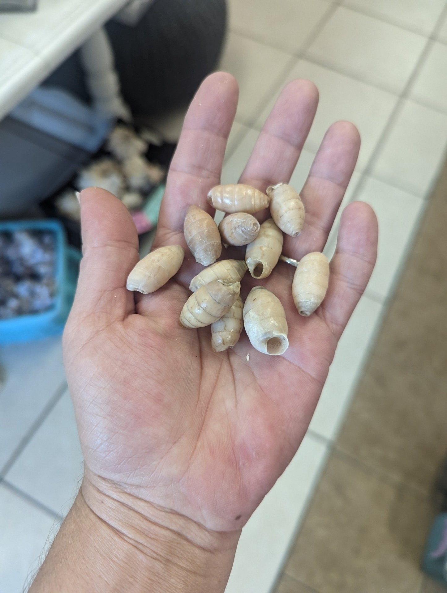 Napaeus Interpunctatus- Peanut Snail